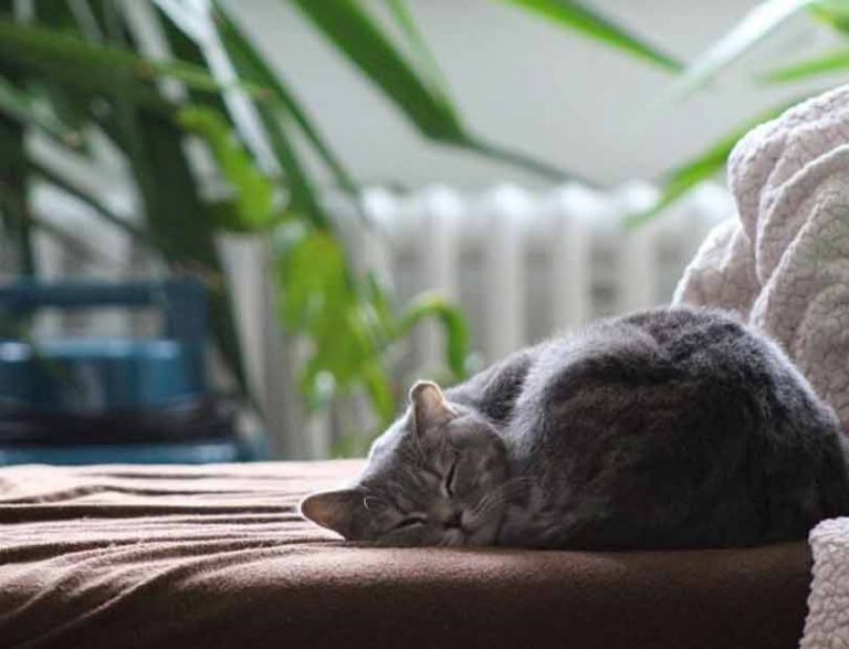 Mon chat dort tout le temps