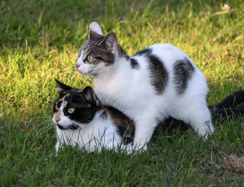 adopter un deuxième chat