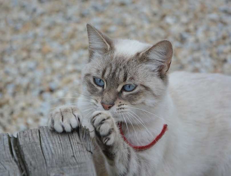 comment couper les griffes du chat