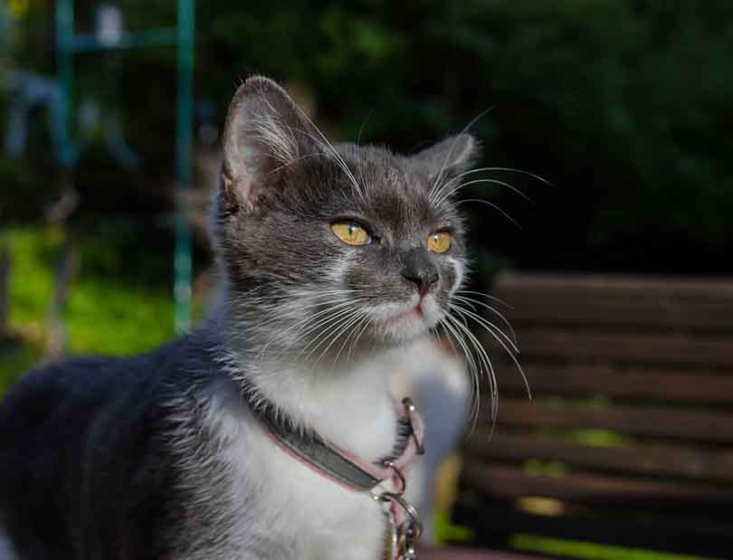 collier pour chat