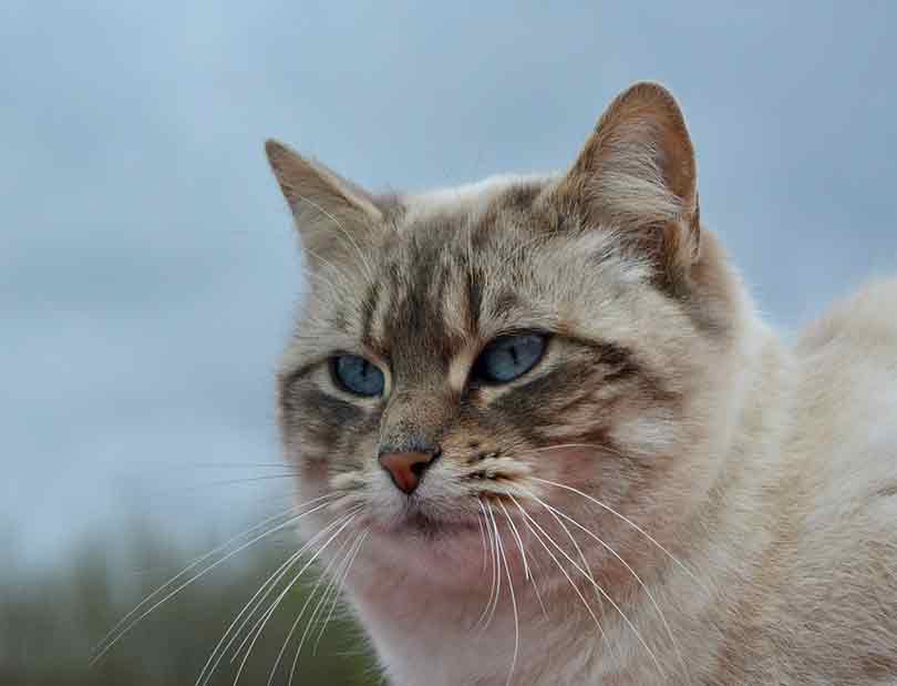 gestation chez la chatte