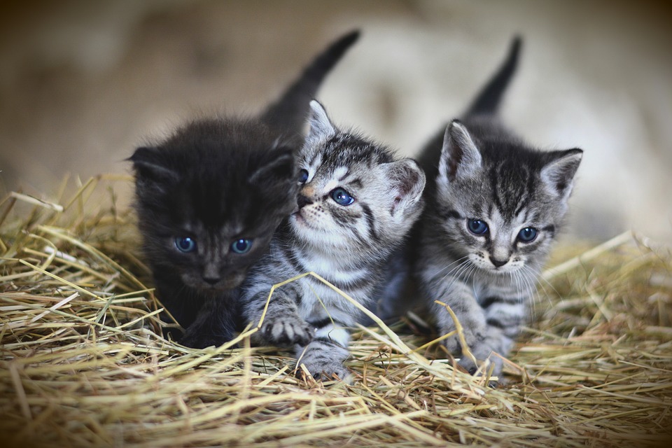 5500 Noms De Chat Originaux Et Uniques Mâle Femelle