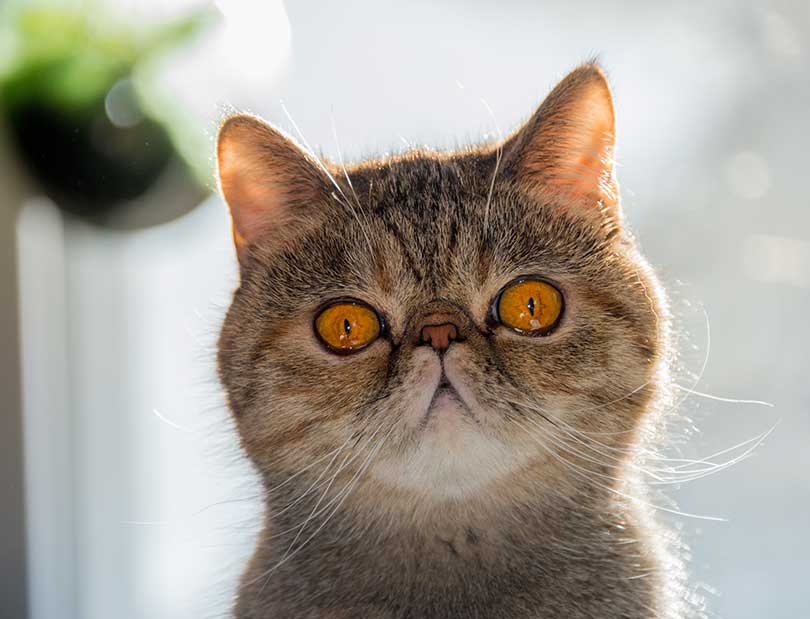 Exotic Shorthair Caractere Prix Sante Et Alimentation Eurochats Com