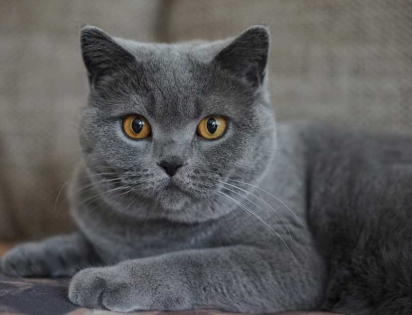 chartreux