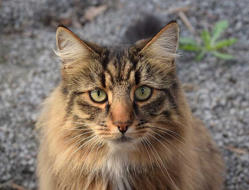 chat norvégien ou Norsk skogkatt