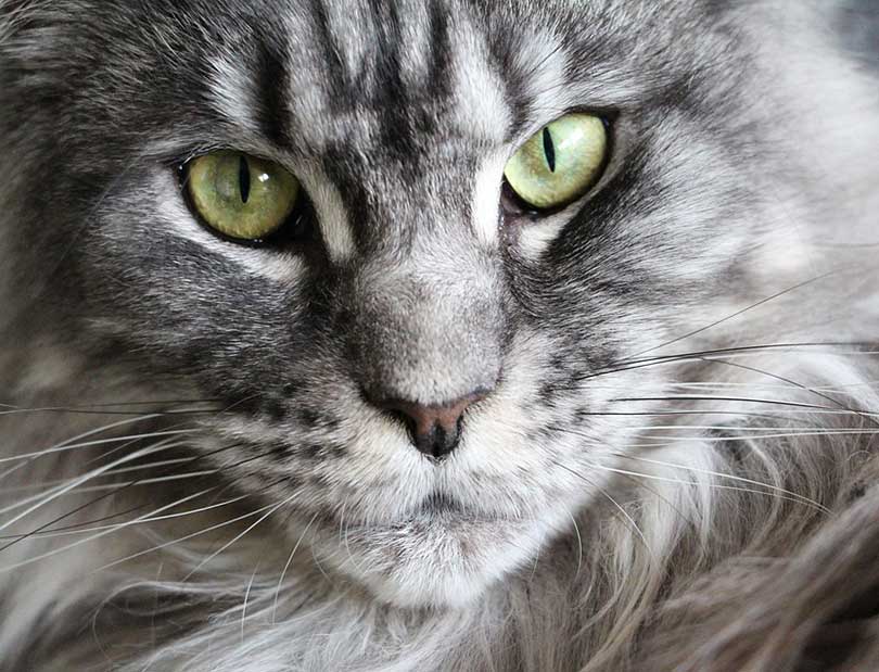 maine coon