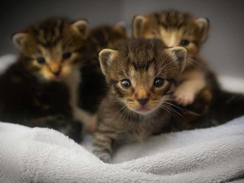 Choisir Un Chat Dans Une Portée Comment Faire Pour Ne Pas