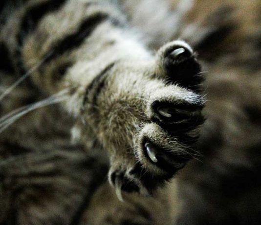 couper les griffes d'un chat