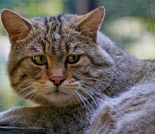 dépressiion du chat