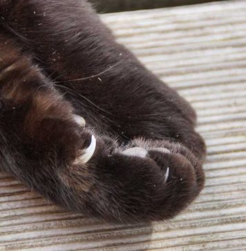 gruffiure de chat
