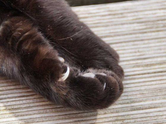 infection suite a une griffure de chat