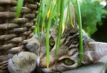 plantes toxiques chat