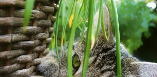 plantes toxiques chat