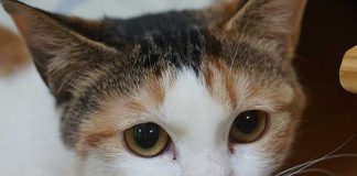 chat peur bébé