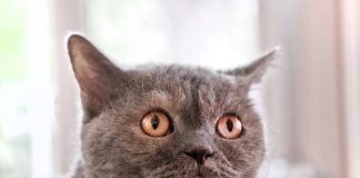 chat peur de sortir