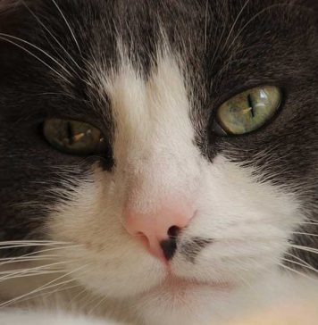 chat triste