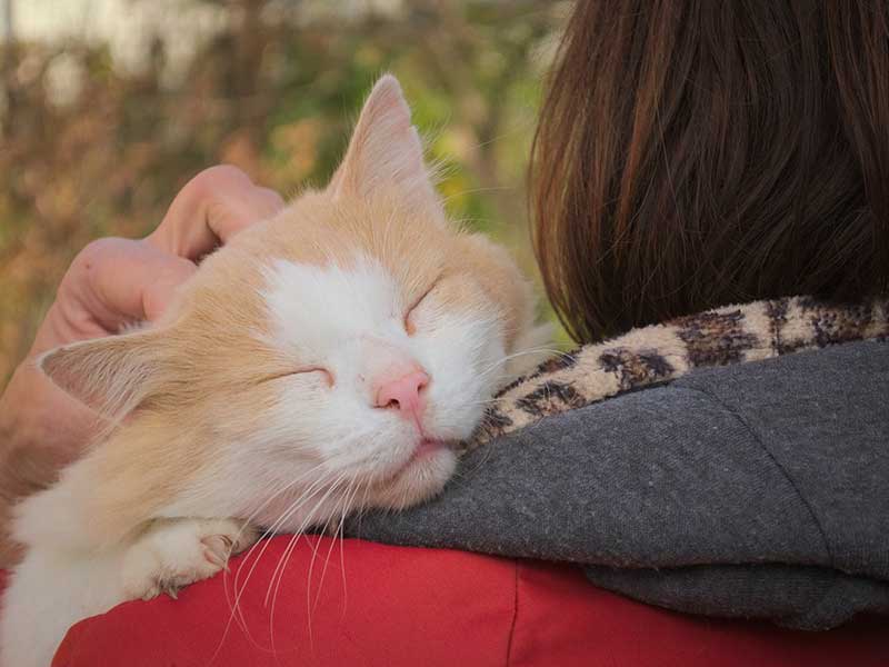 Comment caresser un chat ; les bons gestes et les zones à privilégier