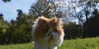 chat fugueur