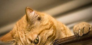 chat hyperactif