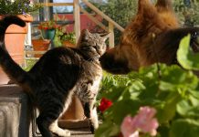 chat qui a peur du chien