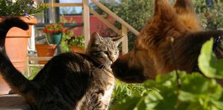 chat qui a peur du chien