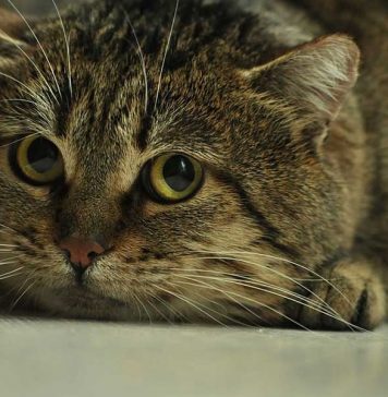 chat qui a peur de la litière