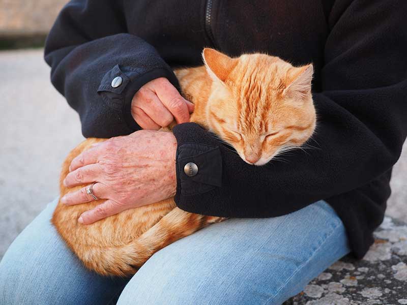 Mon Chat Naime Pas Les Caresses Pourquoi Et Que Faire