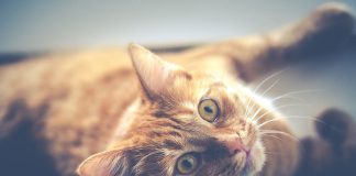 comment calmer un chat