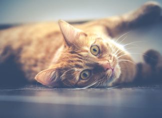 comment calmer un chat
