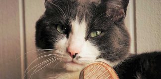 faire plaisir à son chat