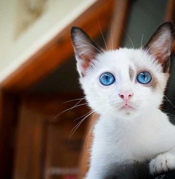 rendre son chat heureux