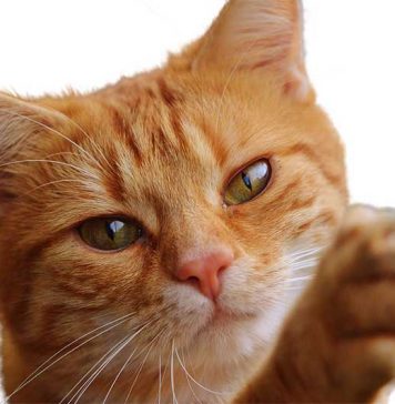 chat qui fait ses griffes