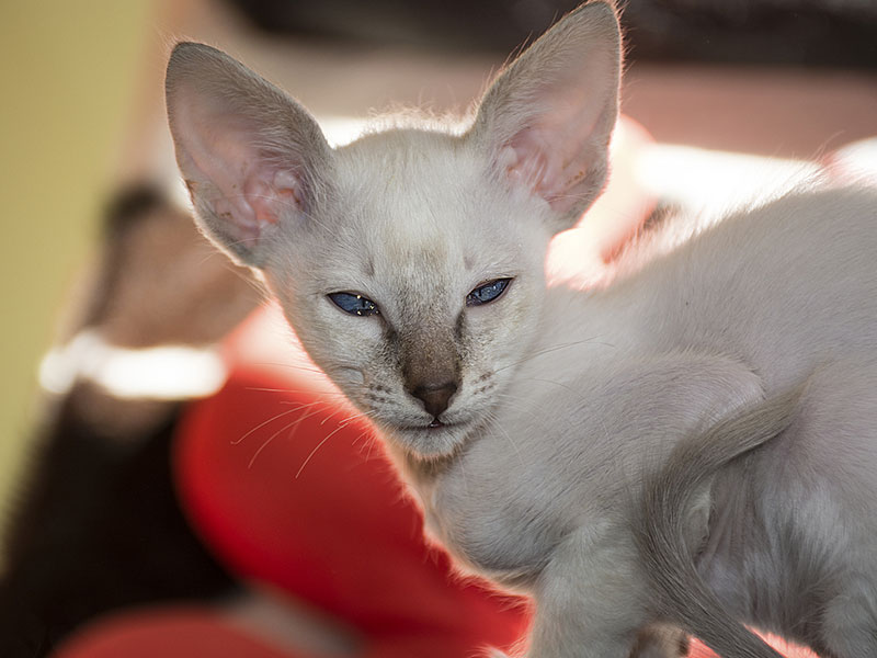 balinais race de chat