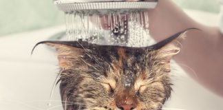 le chat n'aime pas l'eau