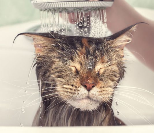 le chat n'aime pas l'eau