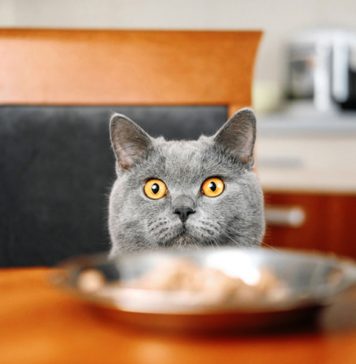 chat qui vole tout