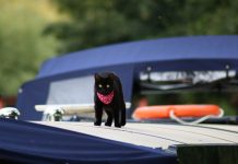 prendre le bateau avec son chat