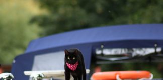 prendre le bateau avec son chat