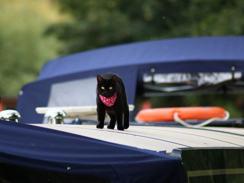 Comment Prendre Le Bateau Avec Son Chat Notre Guide Complet