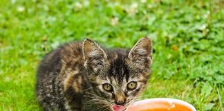 donner du lait à son chat