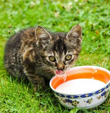 donner du lait à son chat