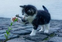 habituer un chat à aller dehors