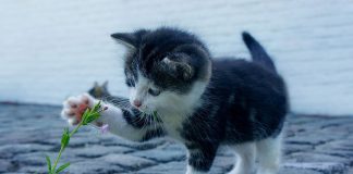 habituer un chat à aller dehors