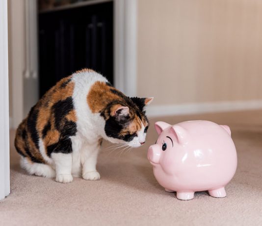 budget chat
