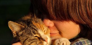 comment le chat reconnait son maitre