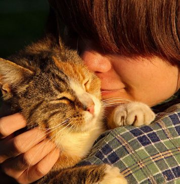 comment le chat reconnait son maitre
