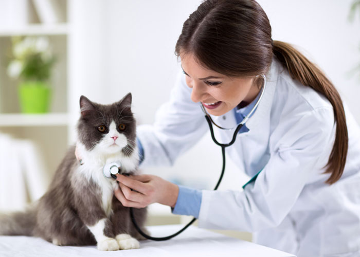 frais pour la santé du chat