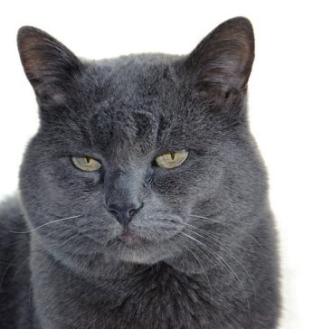 prendre soin d'un vieux chat