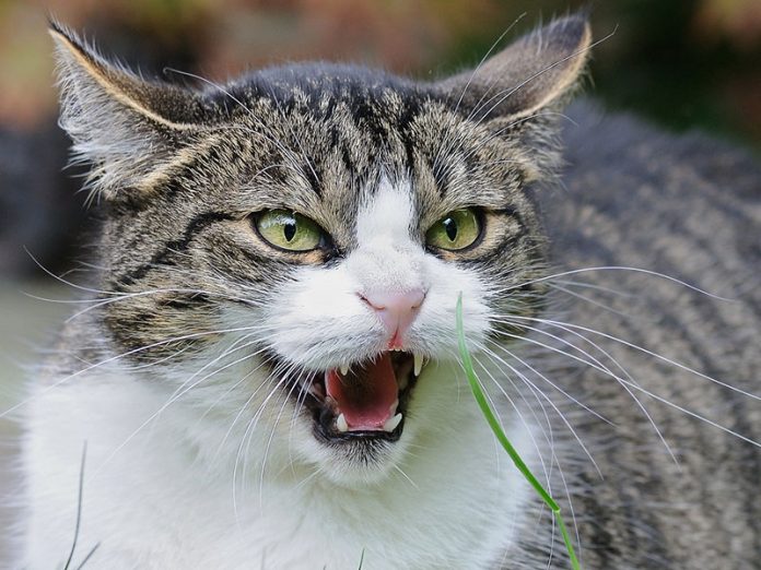 chat bagarreur