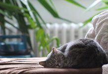 faire vivre un chat d'extérieur à l'intérieur